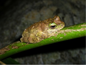 The green-eyed tree frog is one of several species threatened by the chytrid fungus